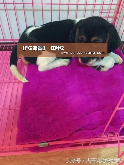 PG足球